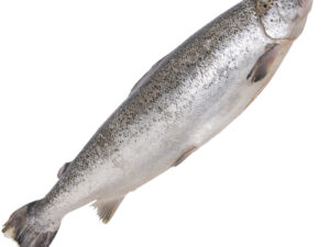 Salmão inteiro fresco