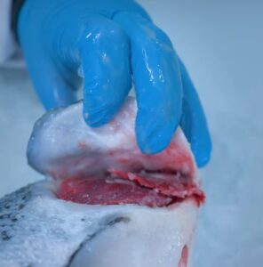 Salmão fresco em fortaleza Jean Veleiro (6)