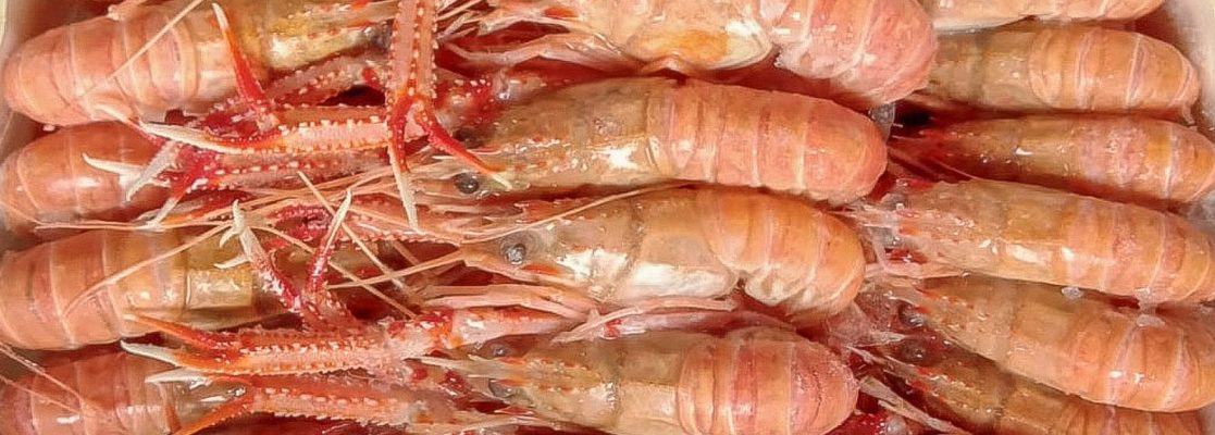 banner jean veleiro site 4